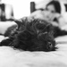 Sleepy Doggy by mistyhammond