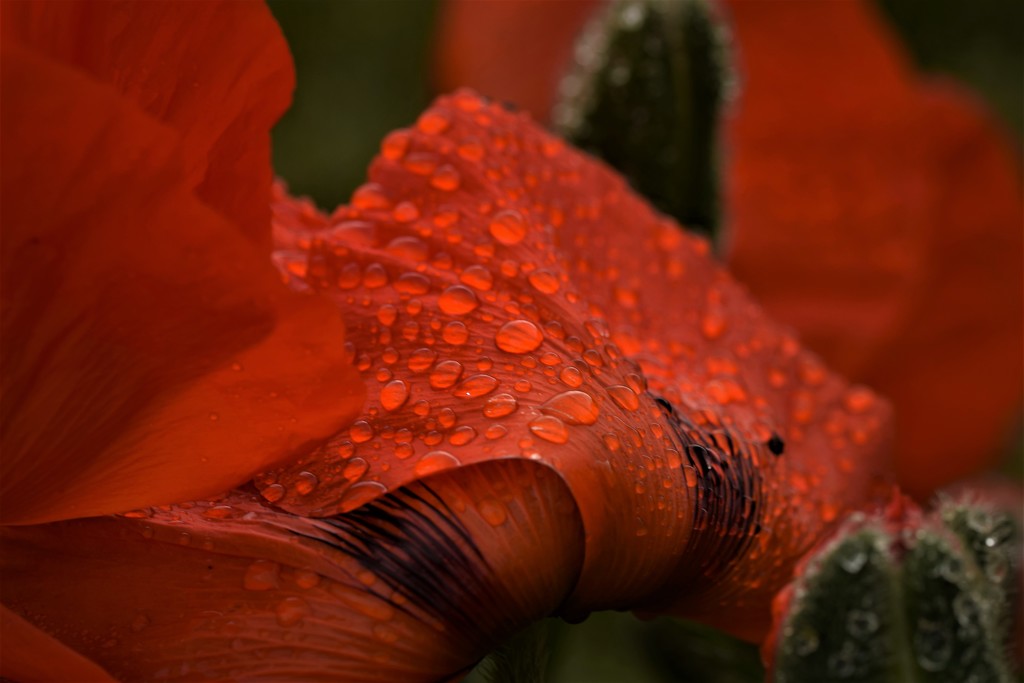 water drops on poppy by christophercox