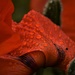 water drops on poppy by christophercox
