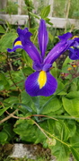 10th Jun 2020 - IRIS