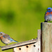 Bluebird Pair by gq