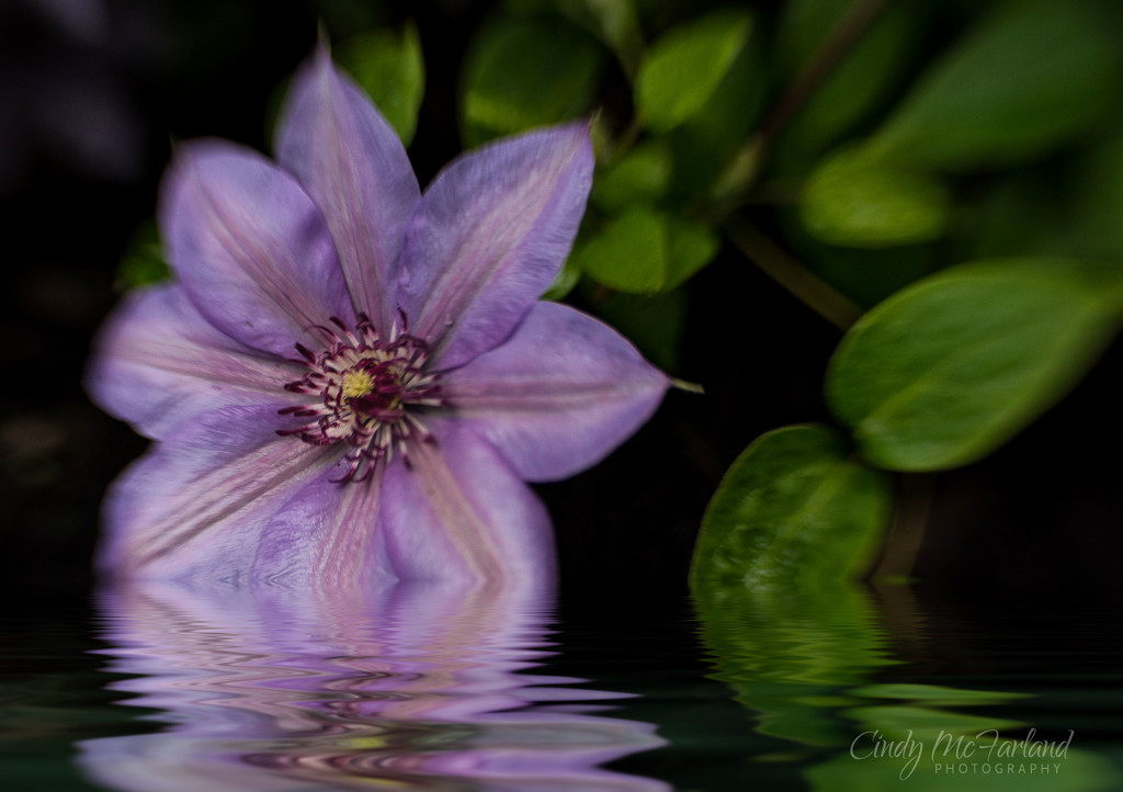 Reflections of Clematis by cindymc