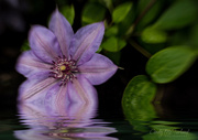 10th Jun 2020 - Reflections of Clematis