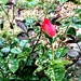 First rose bud! by bigmxx