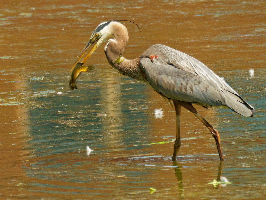 great blue heron with fish  by rminer