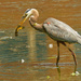great blue heron with fish  by rminer
