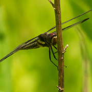 10th Jun 2020 - twelve-spotted skimmer dragonfly 