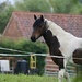 Fred the Horse by carole_sandford