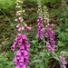 Foxgloves by roachling