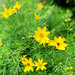 Yellow Flowers In Mary's Garden by yogiw