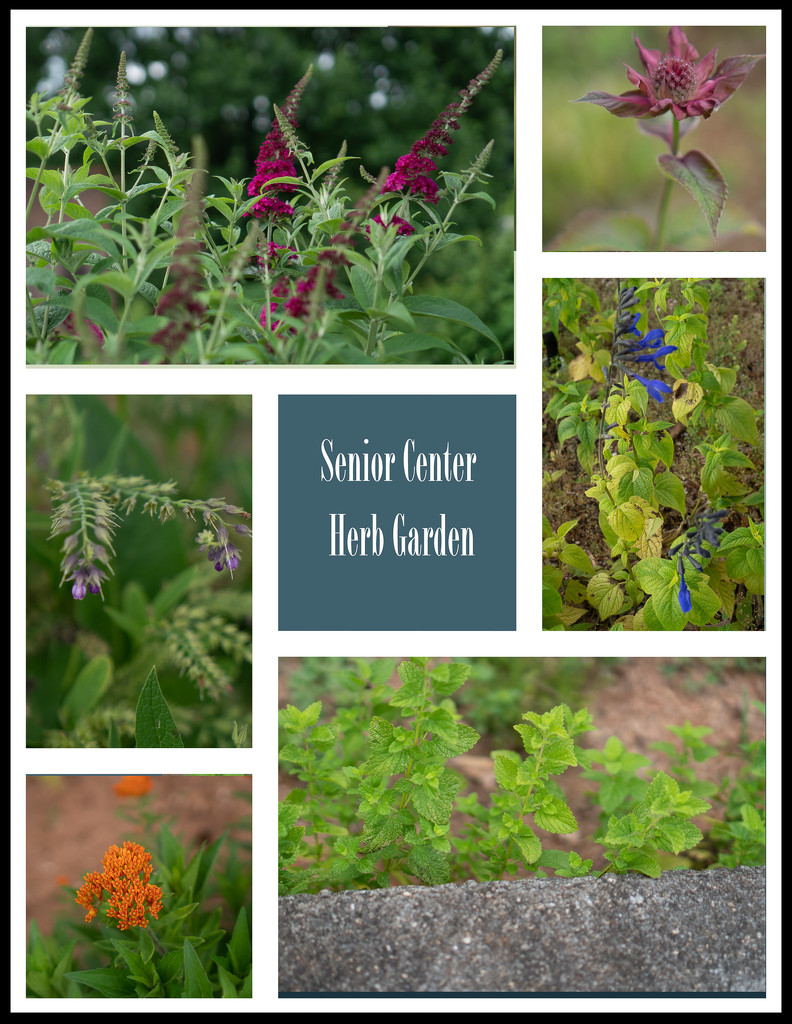 Herb garden by randystreat