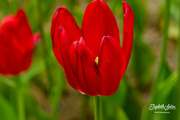 10th Jun 2020 - Red tulip