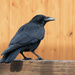 Crow at Kingston Market by 365nick