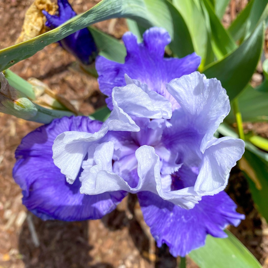 Iris - again by shutterbug49