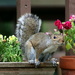Squirrel Getting Ready To Leap by randy23