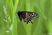 10th Jun 2020 - Eastern Black Swallowtail Butterfly