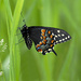 Eastern Black Swallowtail Butterfly by fayefaye