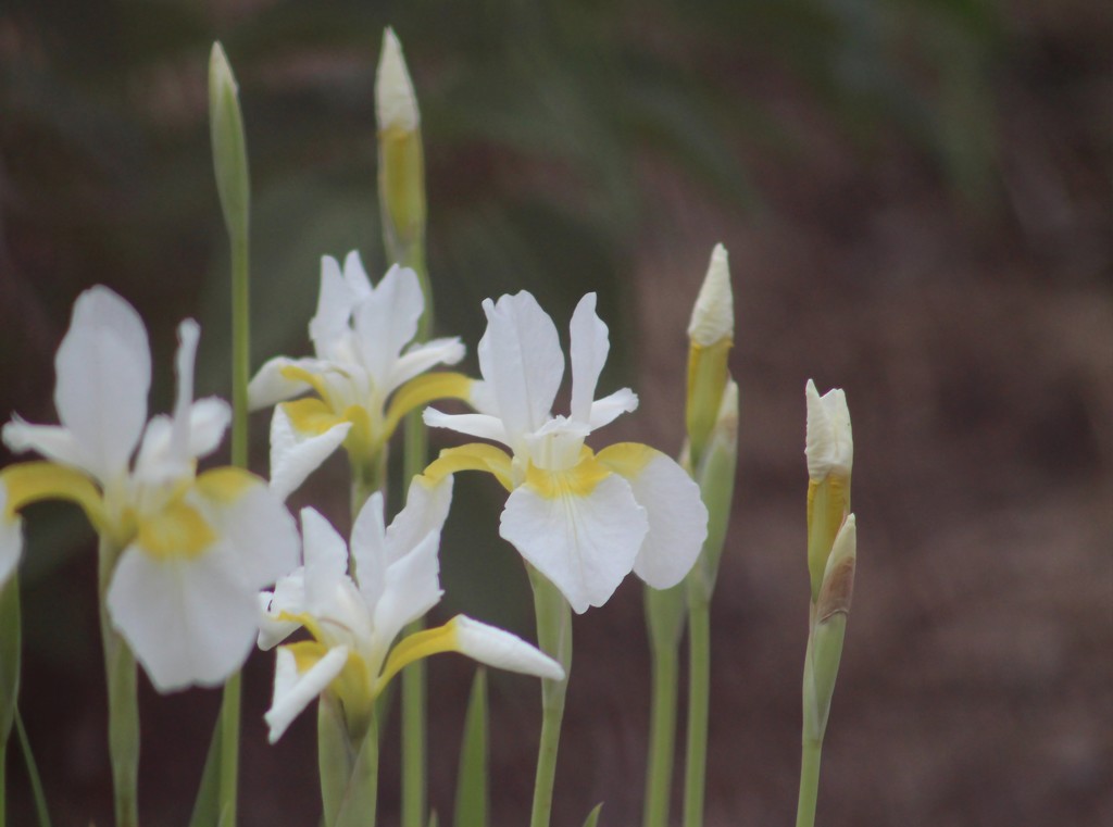 Miniature White Irises by paintdipper