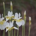 Miniature White Irises by paintdipper