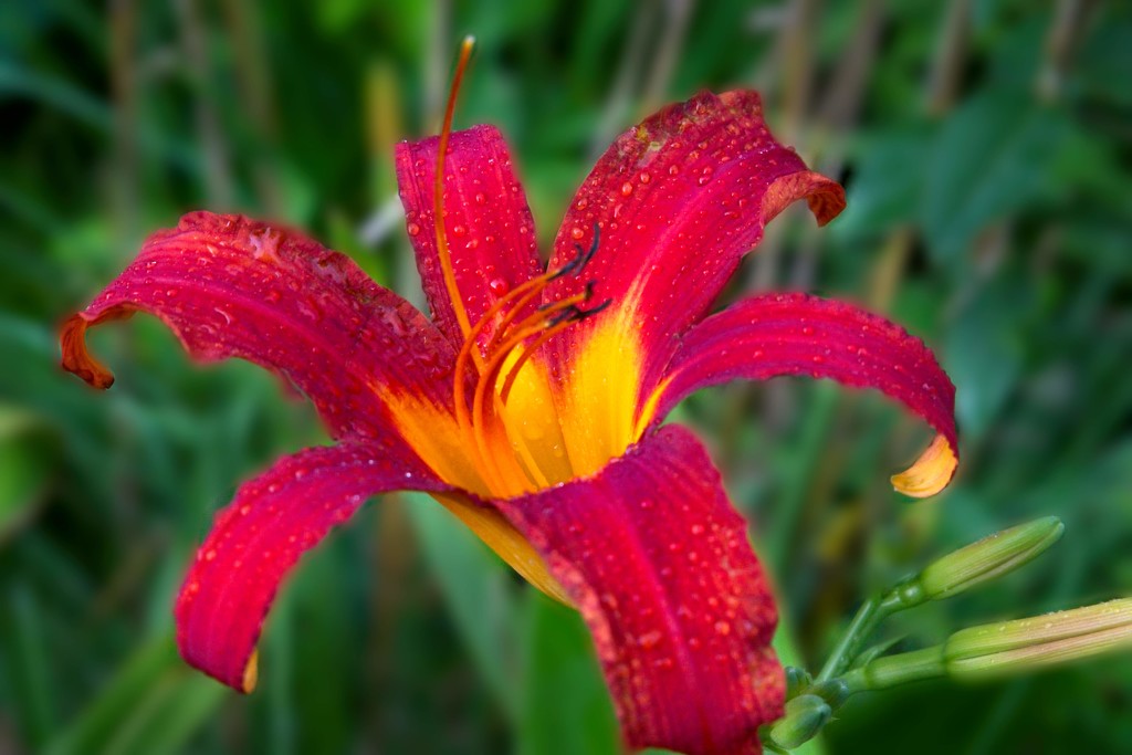 LHG-7636- day lily by rontu