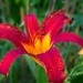 LHG-7636- day lily by rontu