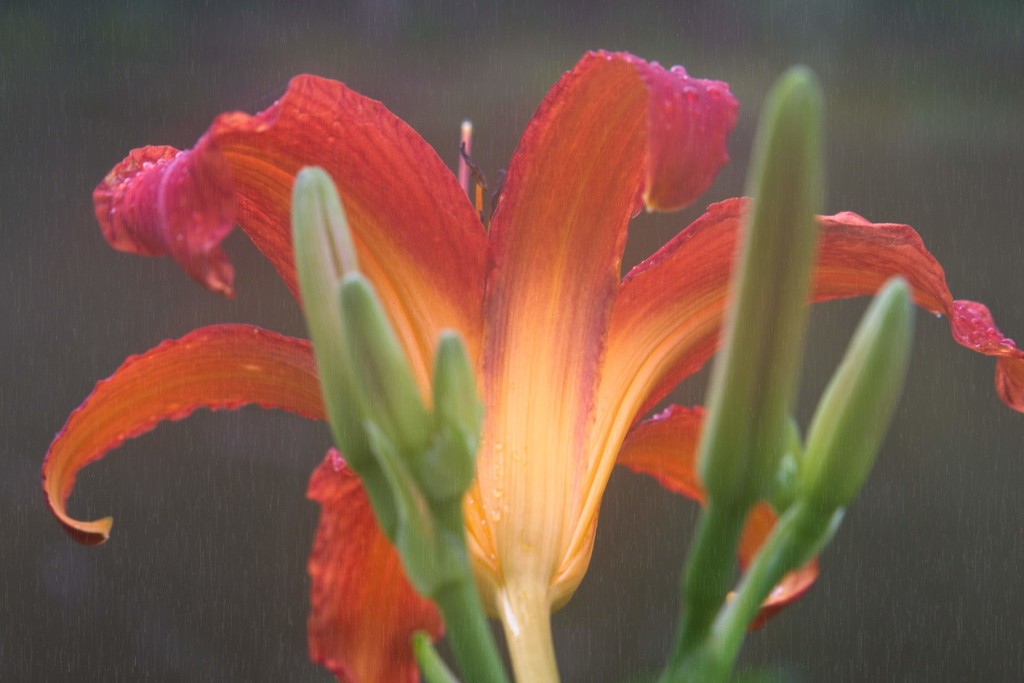 LHG-7628- day lily in rain by rontu