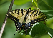 9th Jun 2020 - Eastern Tiger Swallowtail