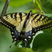 Eastern Tiger Swallowtail by annepann