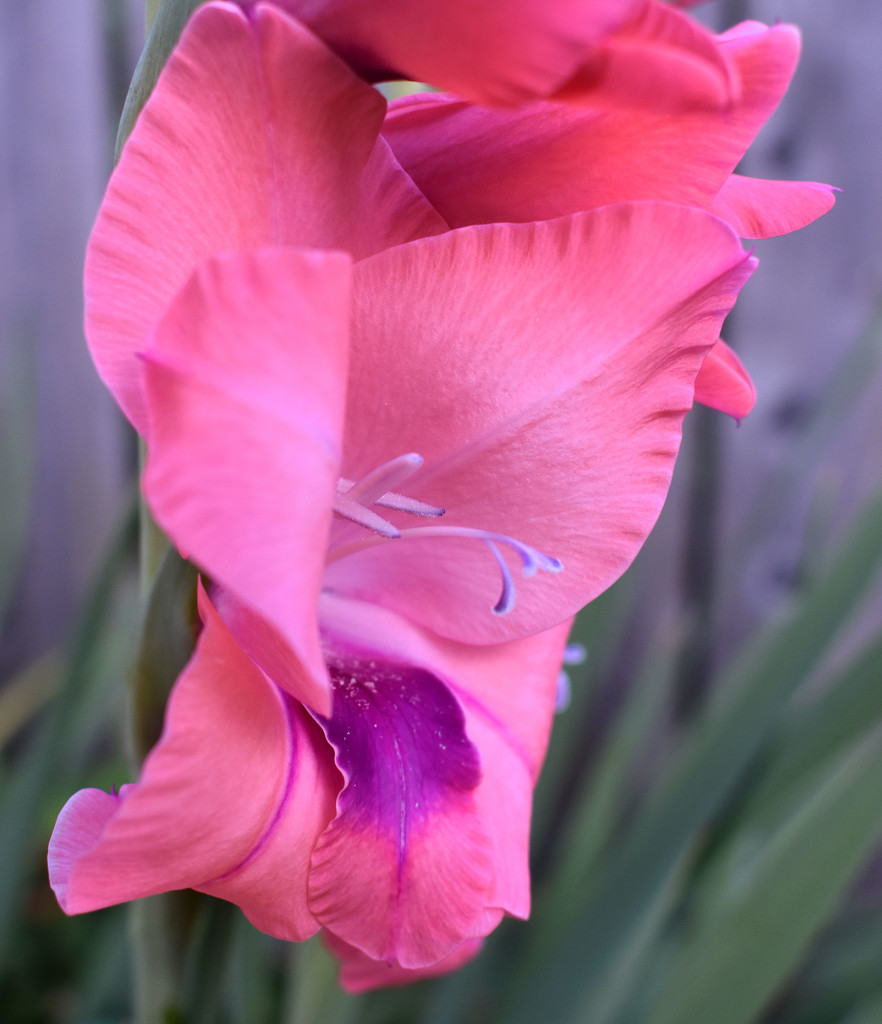 pinkgladiola by homeschoolmom