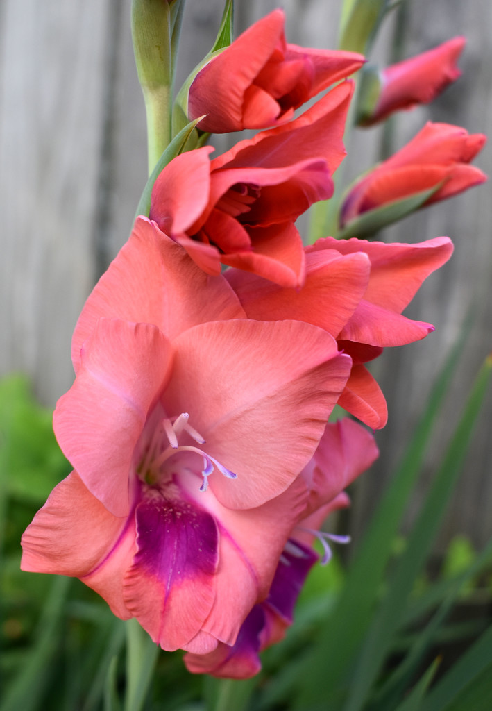 My Pink Gladiolas by homeschoolmom