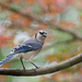 Blue Jay by lstasel