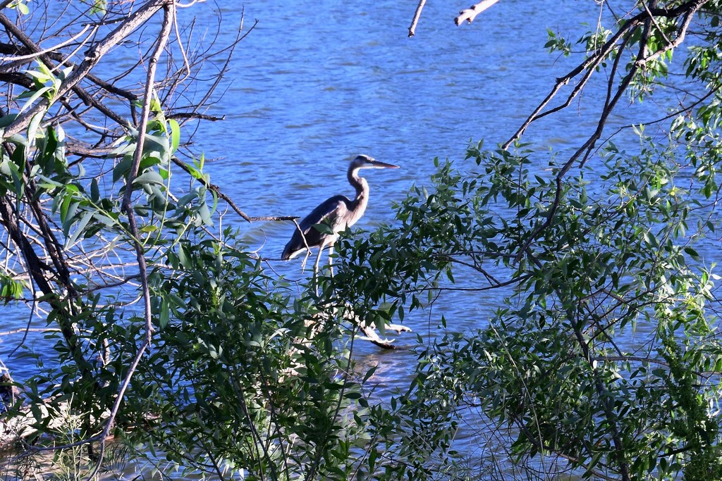 Blue Heron by sandlily