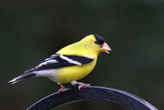 10th Jun 2020 - American Goldfinch