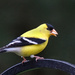 American Goldfinch by lsquared