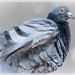 Another Rock Dove by ludwigsdiana