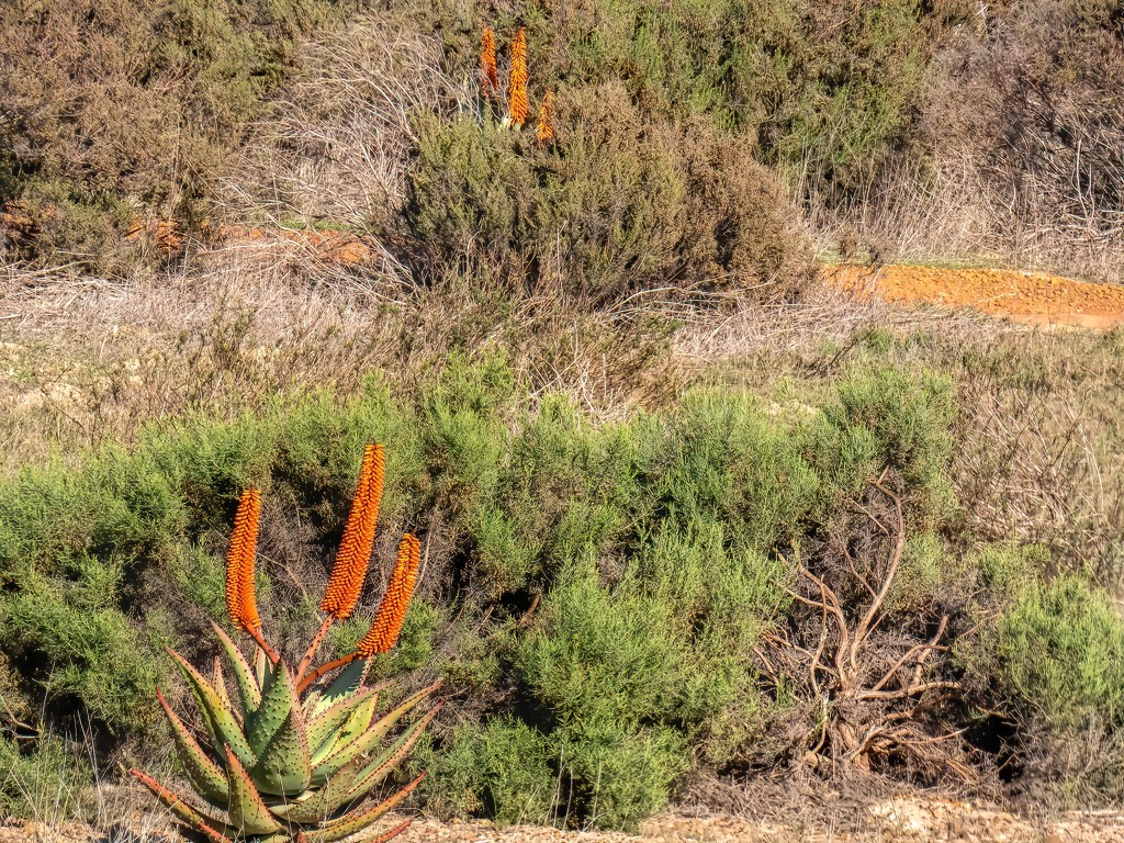 Some Aloes starting to bloom by ludwigsdiana