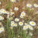 Little Daisies by harbie