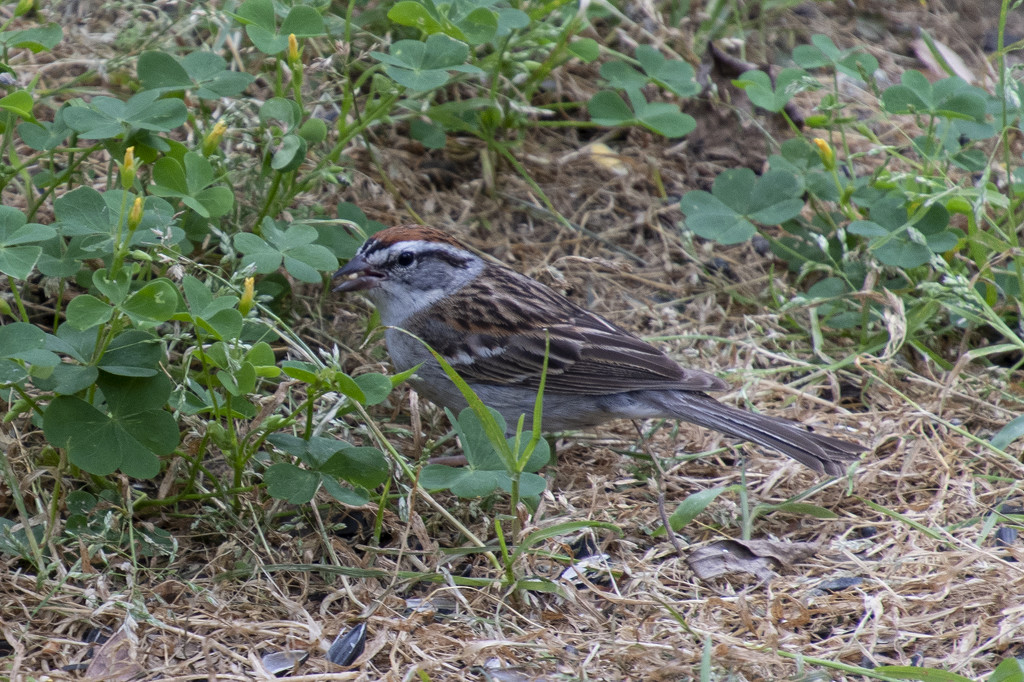 Chipping Sparrow by timerskine