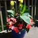 summer deck flowers by stillmoments33