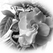  Gardenia by mumswaby
