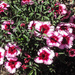 Dianthus by mumswaby