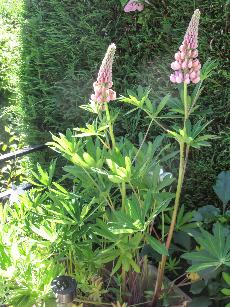 Lupins by mumswaby