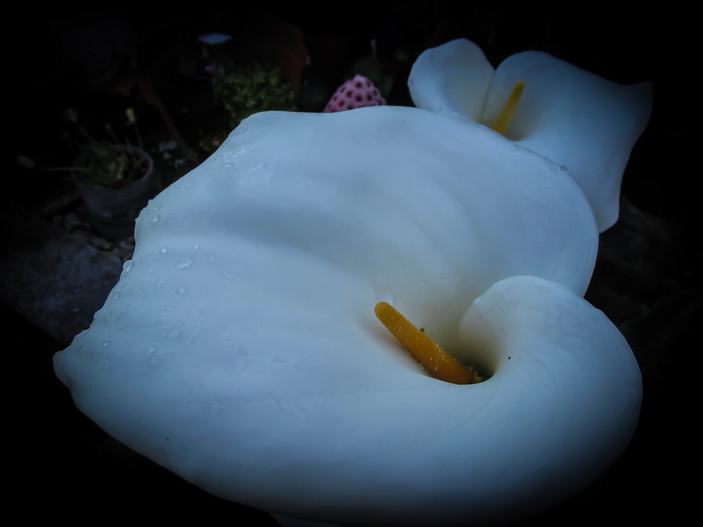 Beautiful cala lily by mumswaby