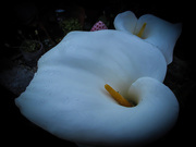 13th Feb 2020 - Beautiful cala lily