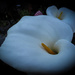 Beautiful cala lily by mumswaby