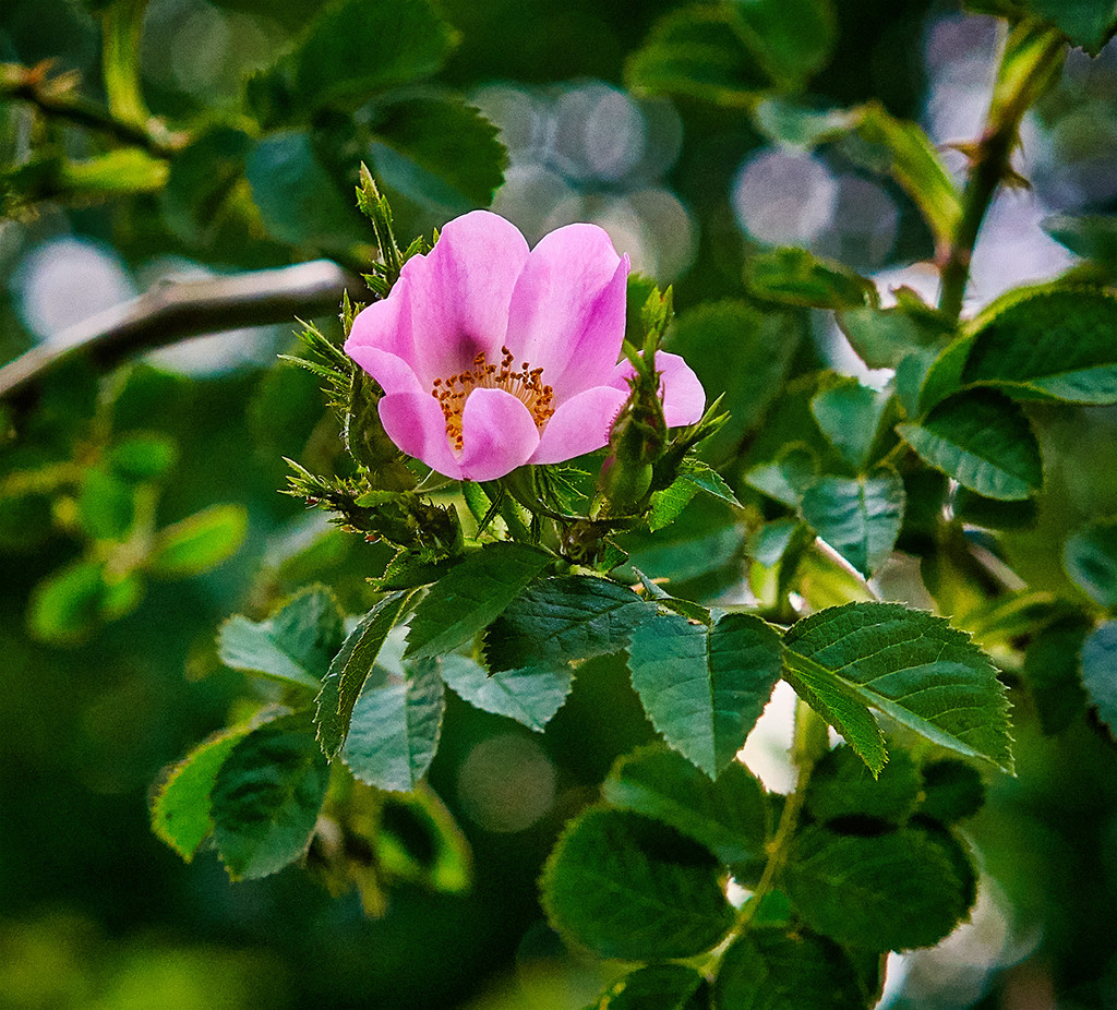 Sweet Briar Rose by gardencat