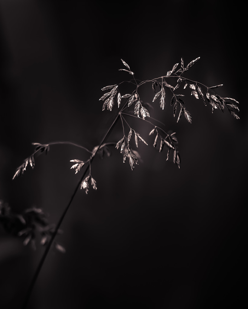 weed in monochrome by jernst1779