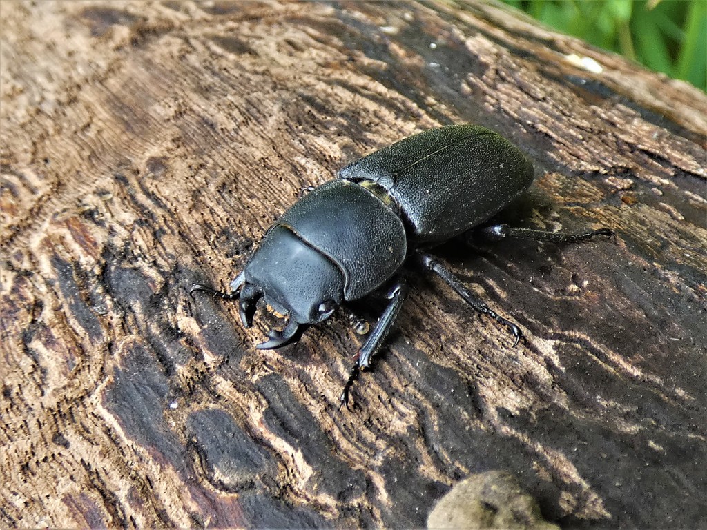 Lesser Stag Beetle by julienne1