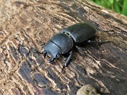 11th Jun 2020 - Lesser Stag Beetle