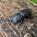 Lesser Stag Beetle by julienne1